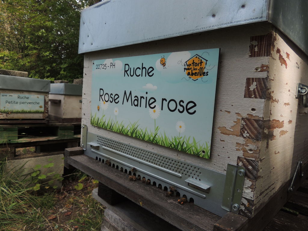 La ruche Rose Marie rose