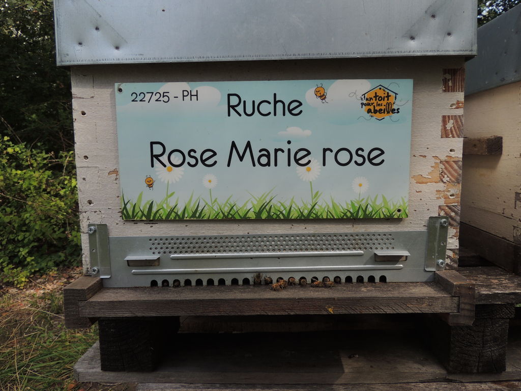 La ruche Rose Marie rose