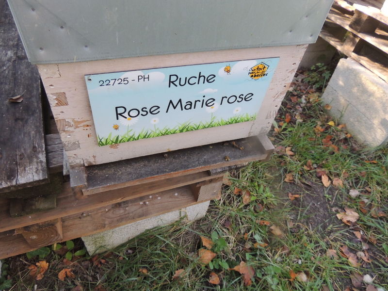 La ruche Rose Marie rose