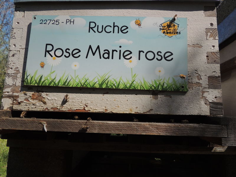 La ruche Rose Marie rose