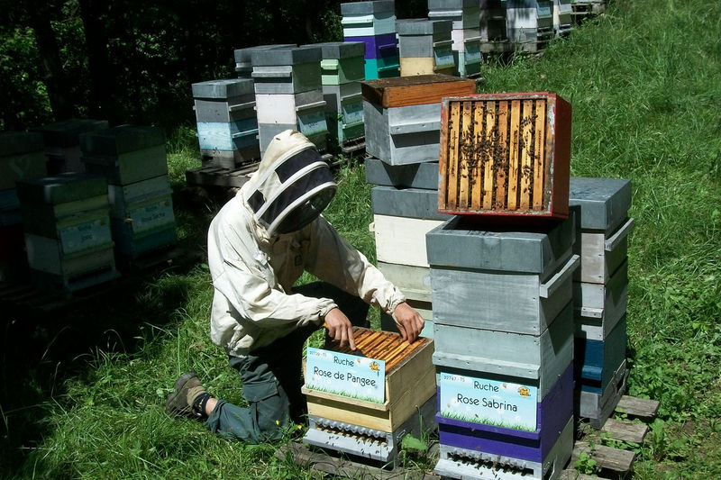 La ruche Rose de Pangee