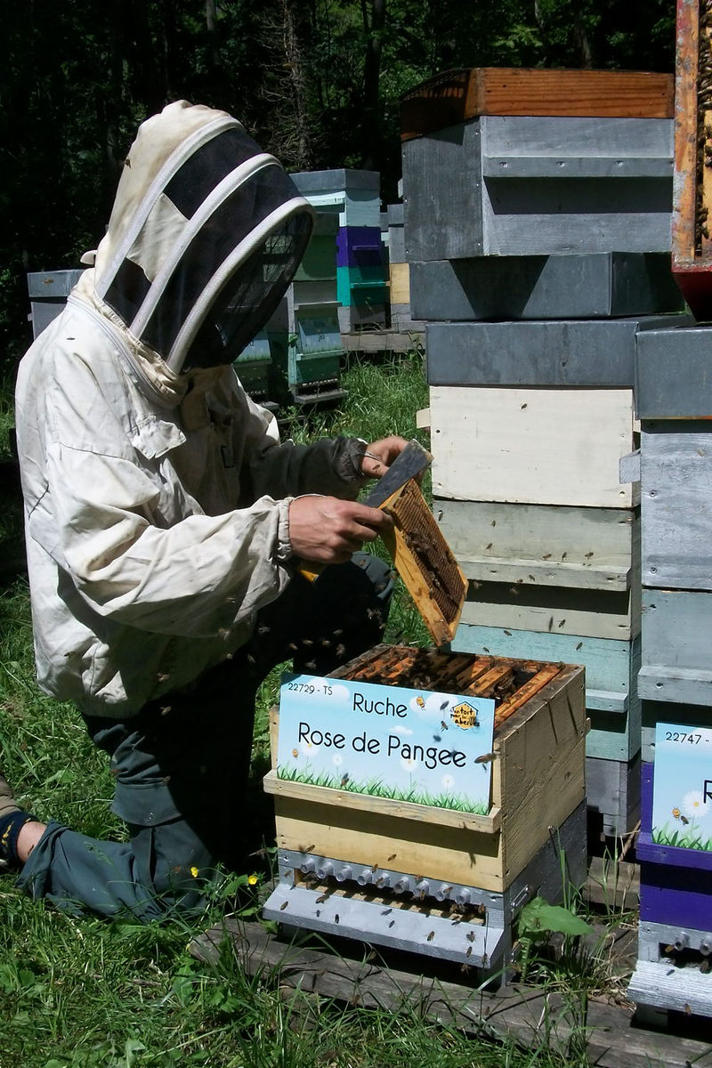 La ruche Rose de Pangee