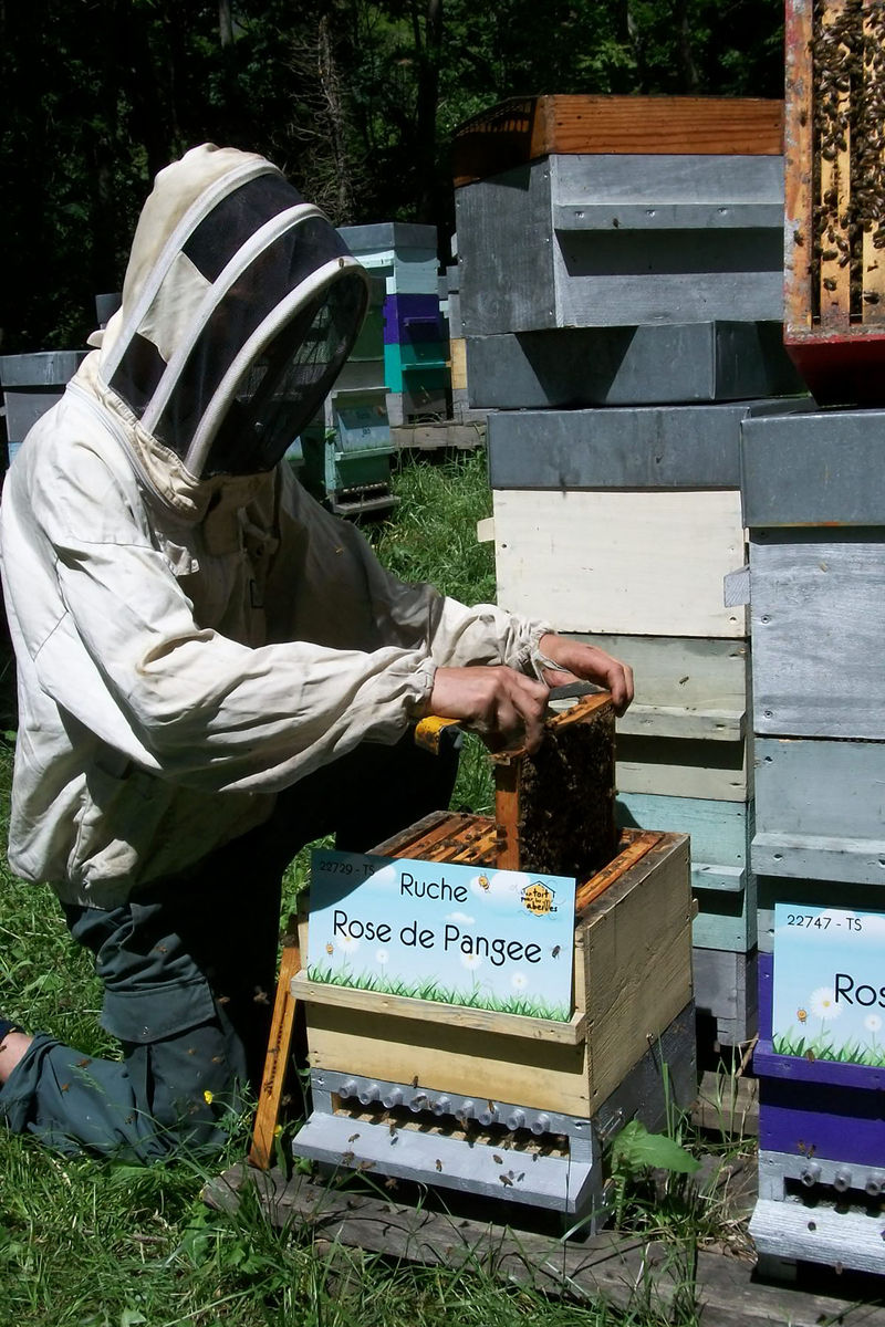 La ruche Rose de Pangee