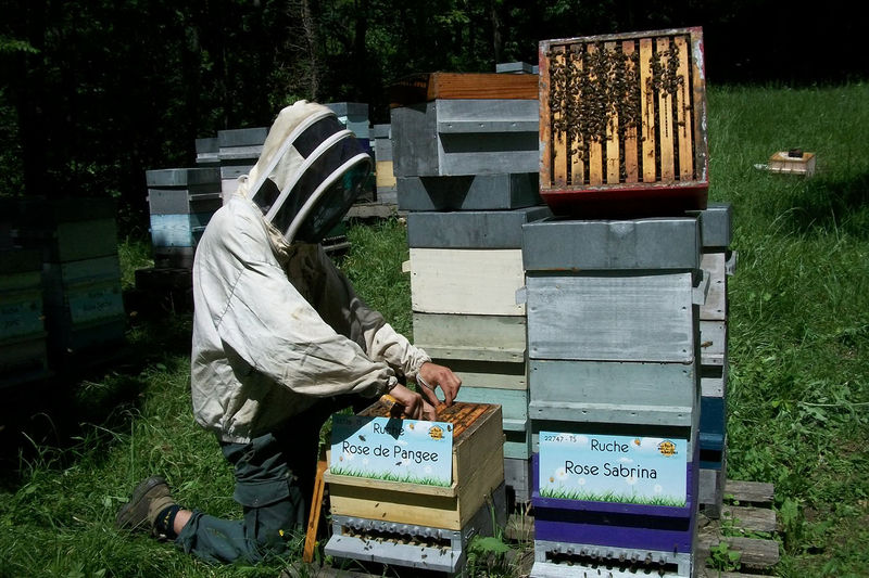 La ruche Rose de Pangee