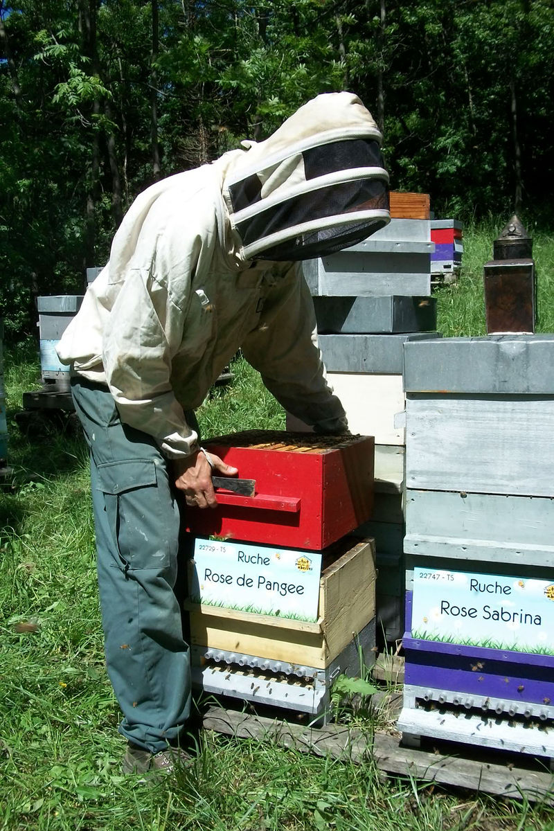 La ruche Rose de Pangee
