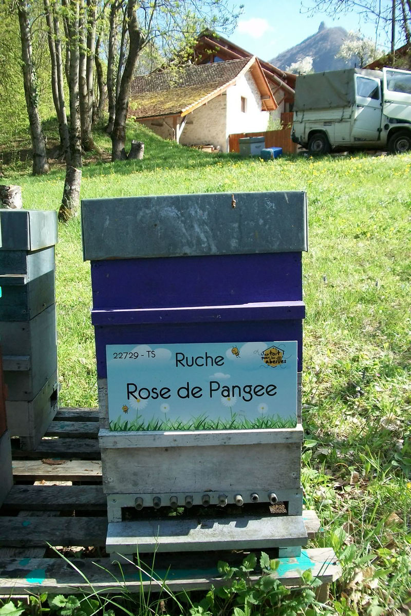 La ruche Rose de Pangee