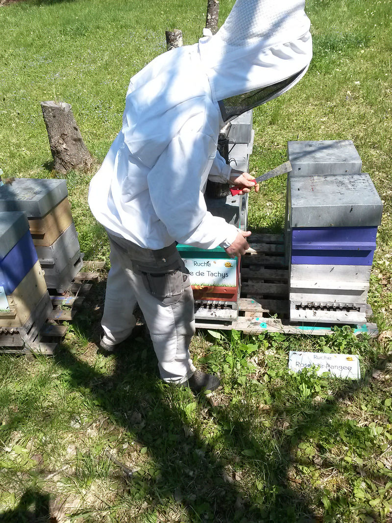 La ruche Rose de Pangee