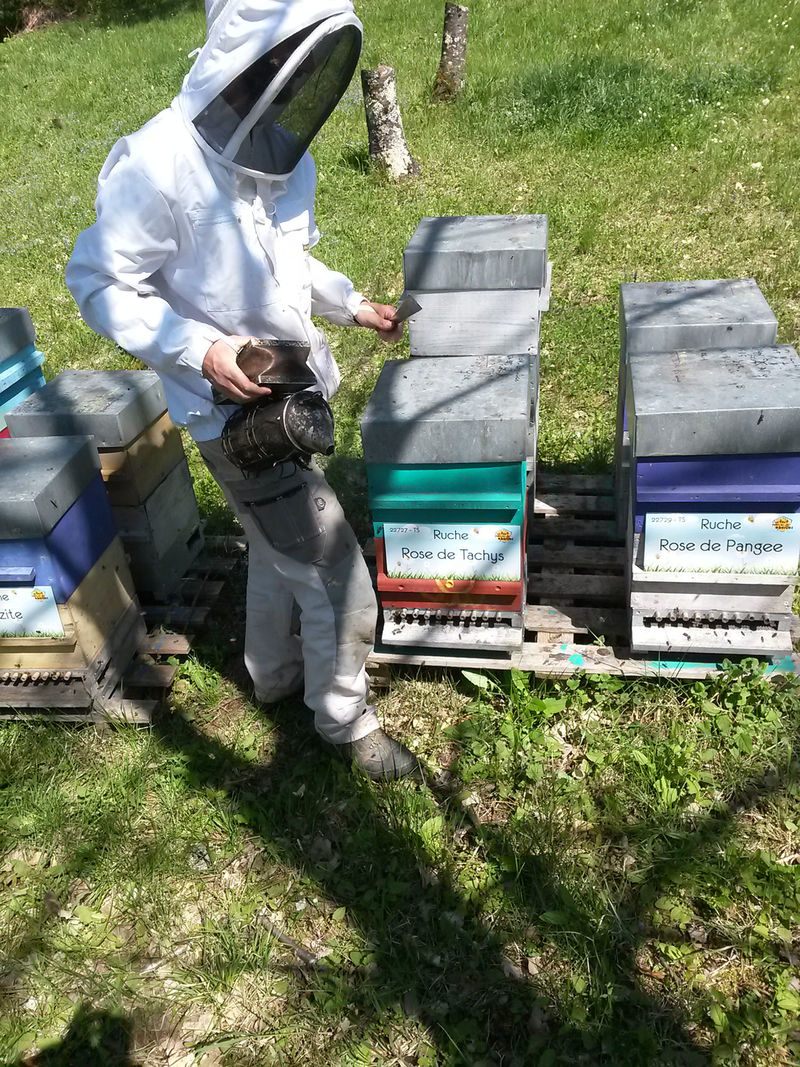 La ruche Rose de Pangee
