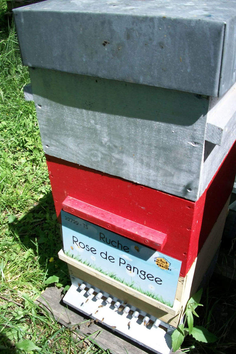 La ruche Rose de Pangee