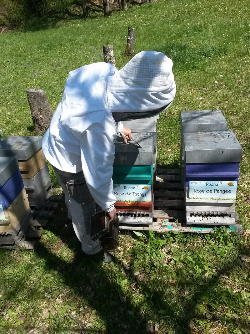 La ruche Rose de Pangee
