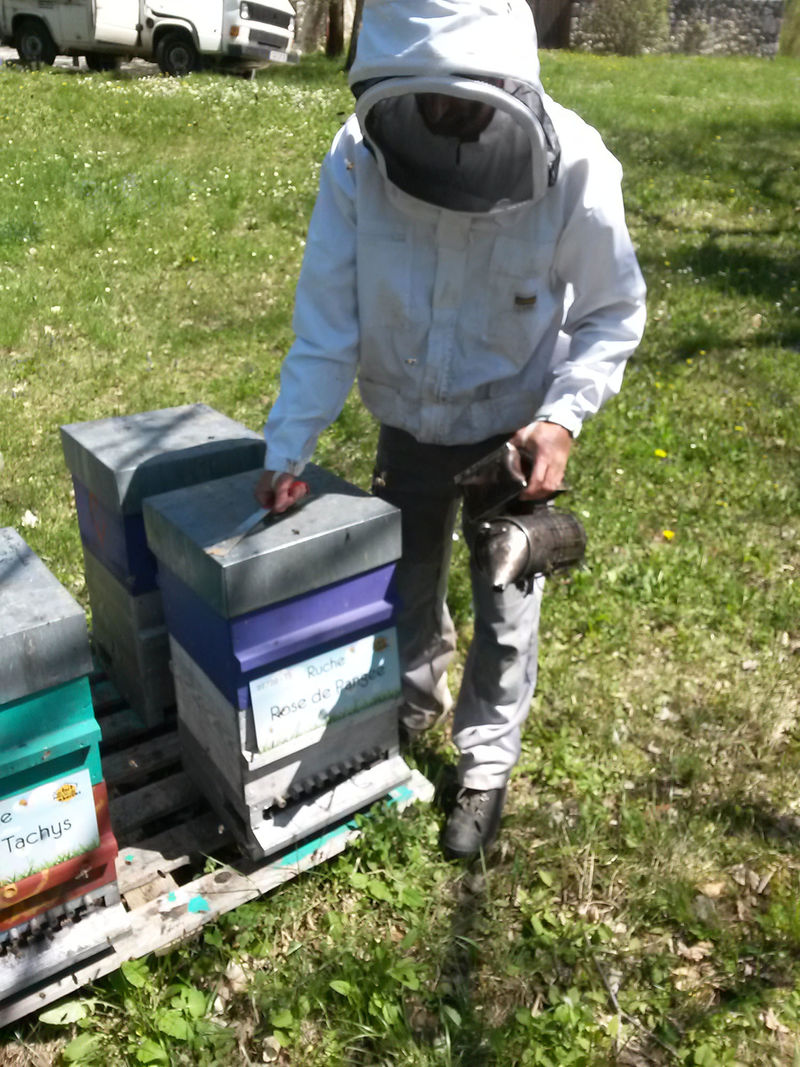 La ruche Rose de Pangee