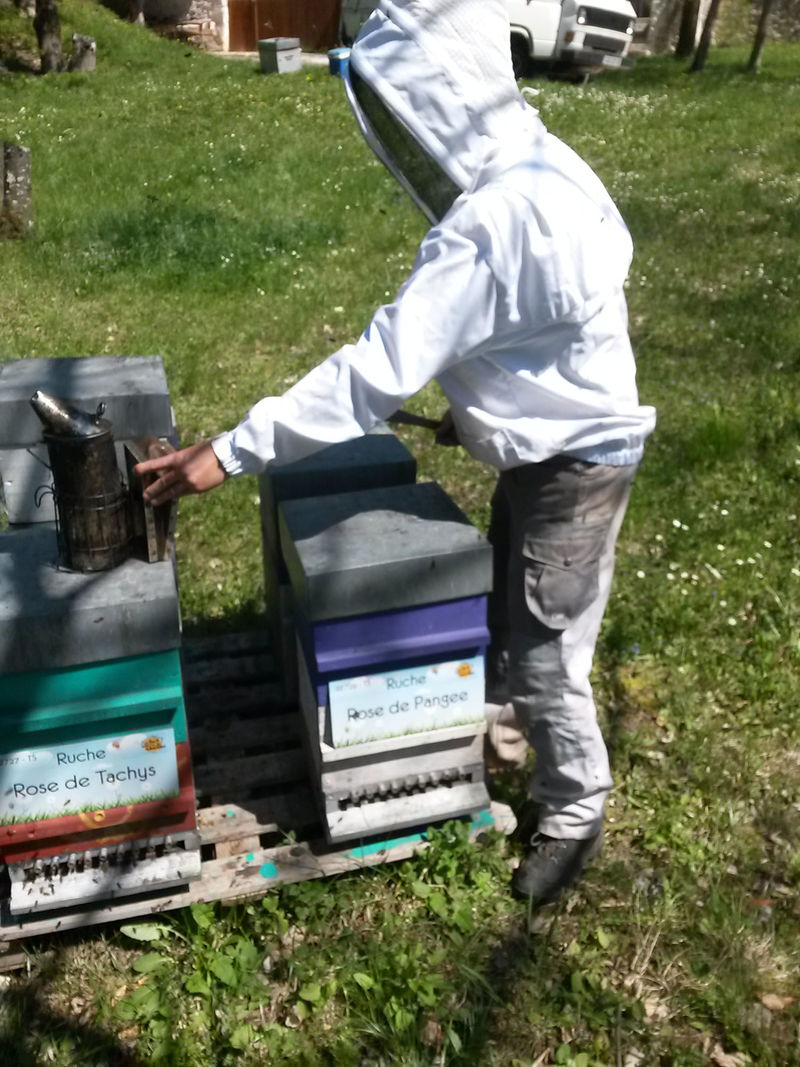 La ruche Rose de Pangee