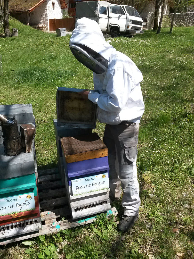 La ruche Rose de Pangee