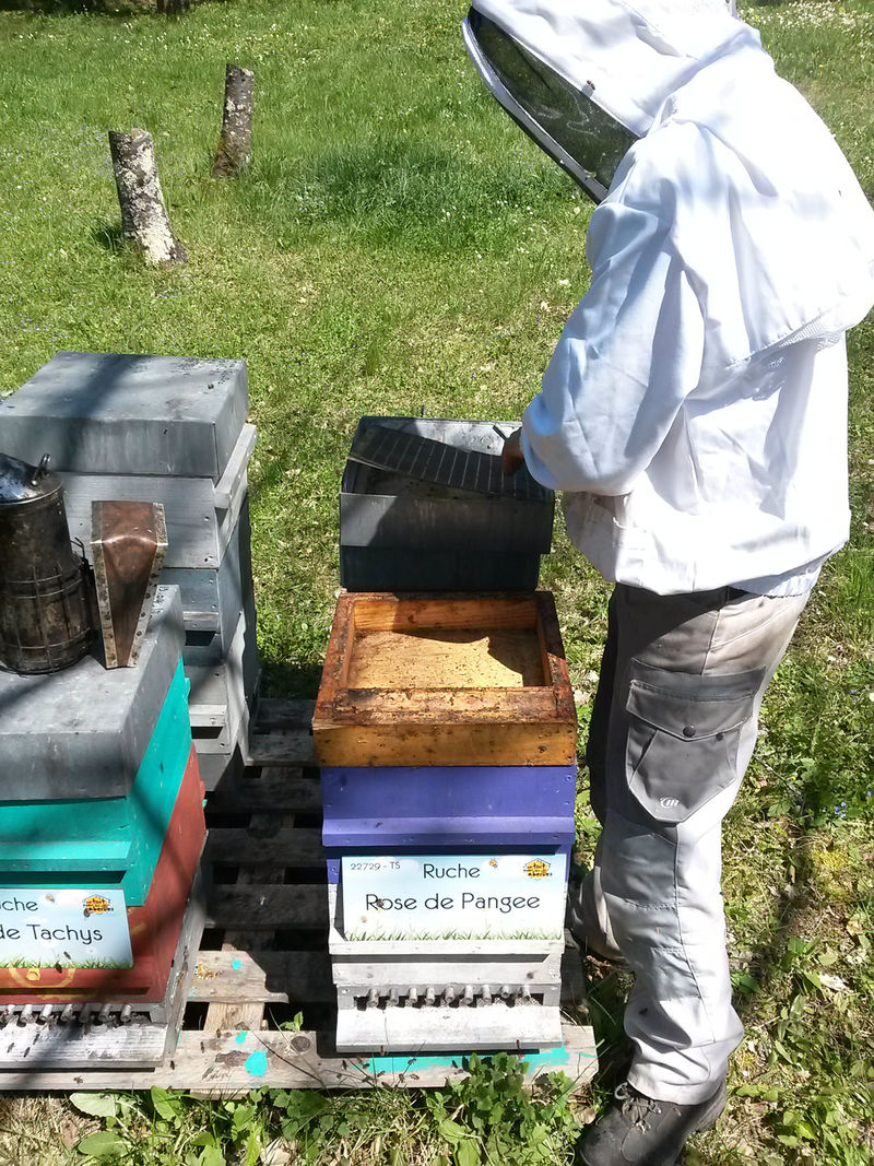 La ruche Rose de Pangee