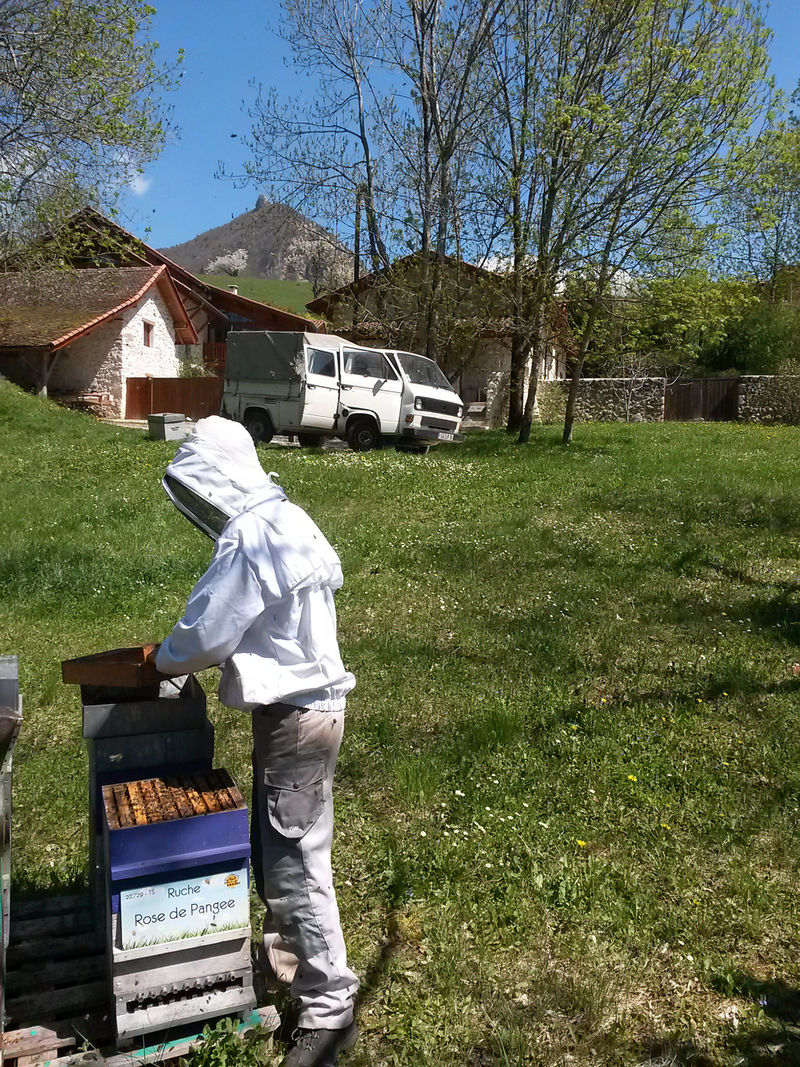 La ruche Rose de Pangee