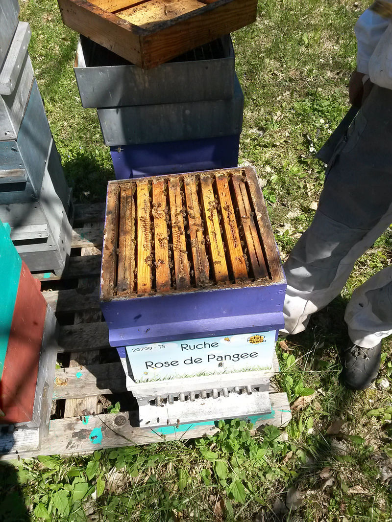 La ruche Rose de Pangee
