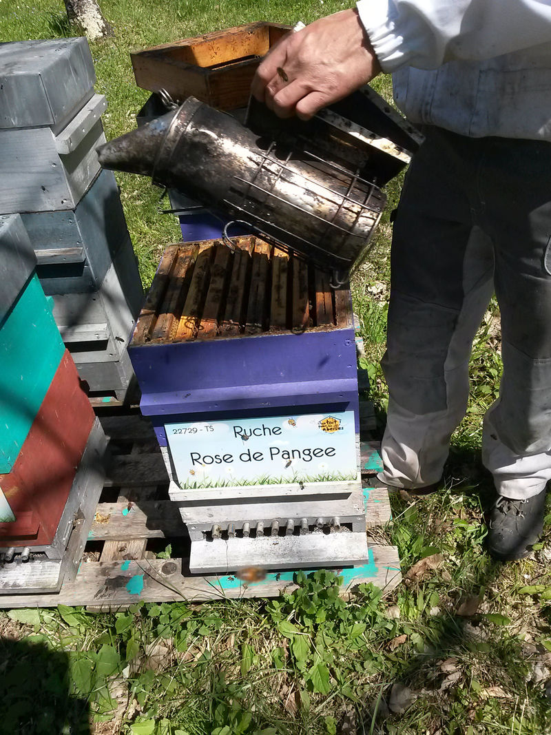 La ruche Rose de Pangee