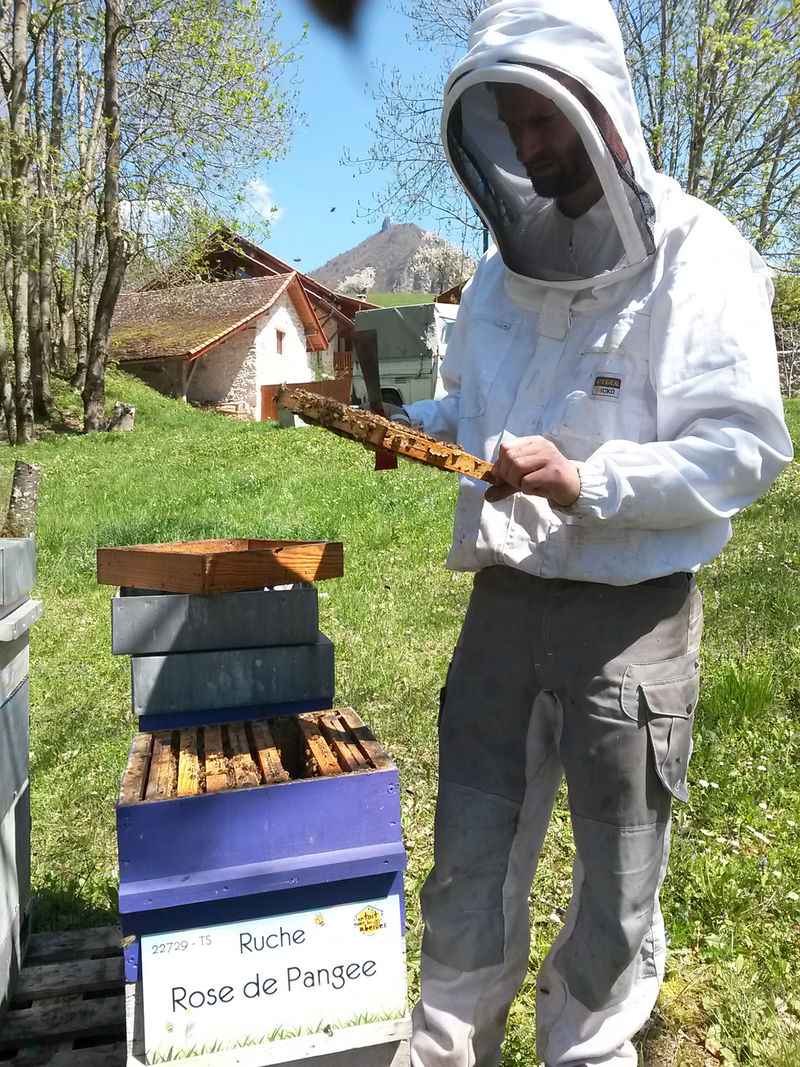La ruche Rose de Pangee