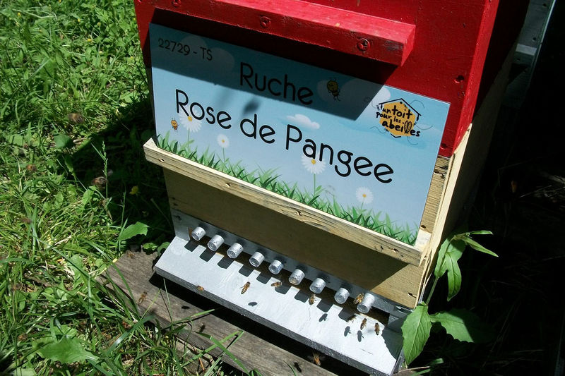 La ruche Rose de Pangee