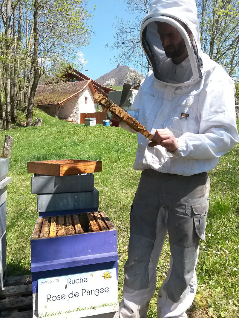 La ruche Rose de Pangee