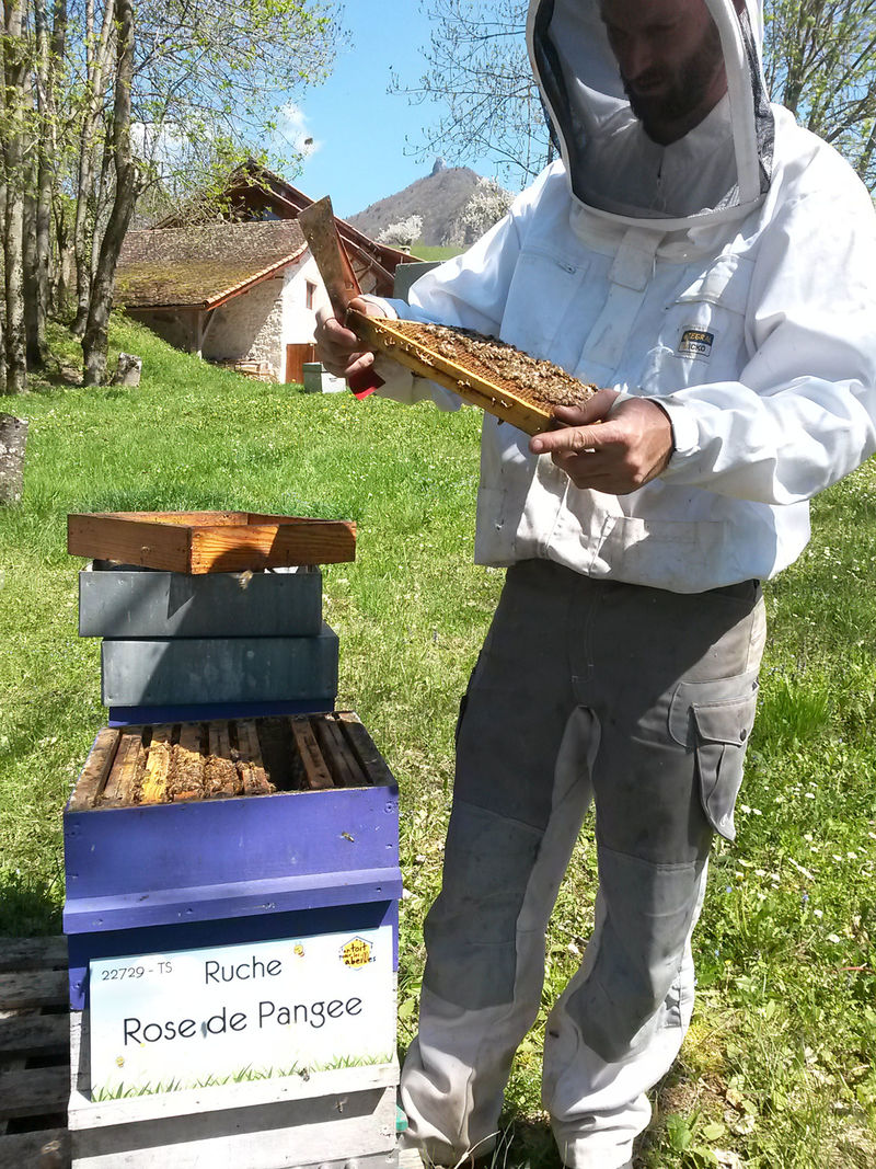 La ruche Rose de Pangee