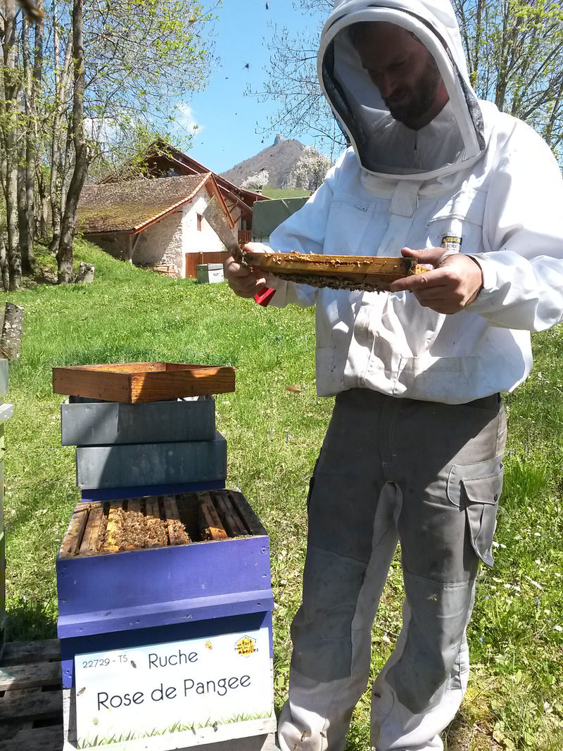 La ruche Rose de Pangee