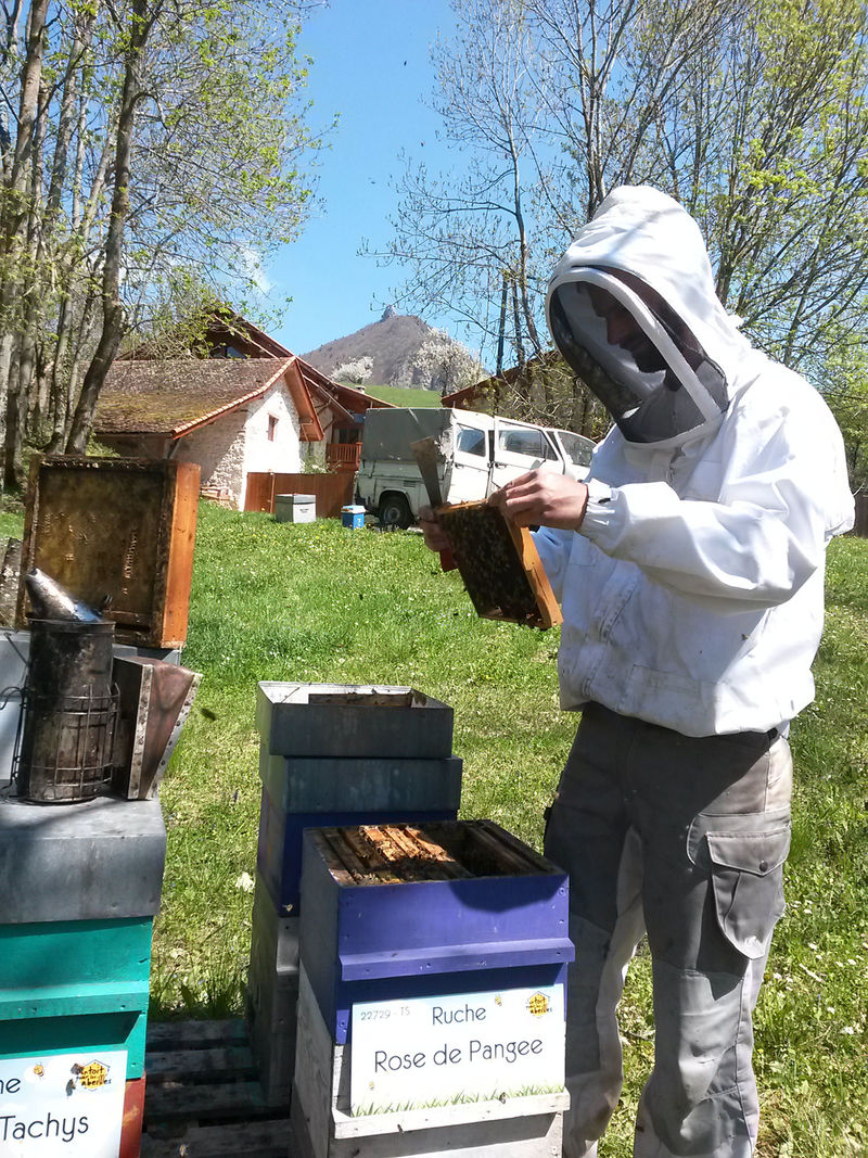 La ruche Rose de Pangee