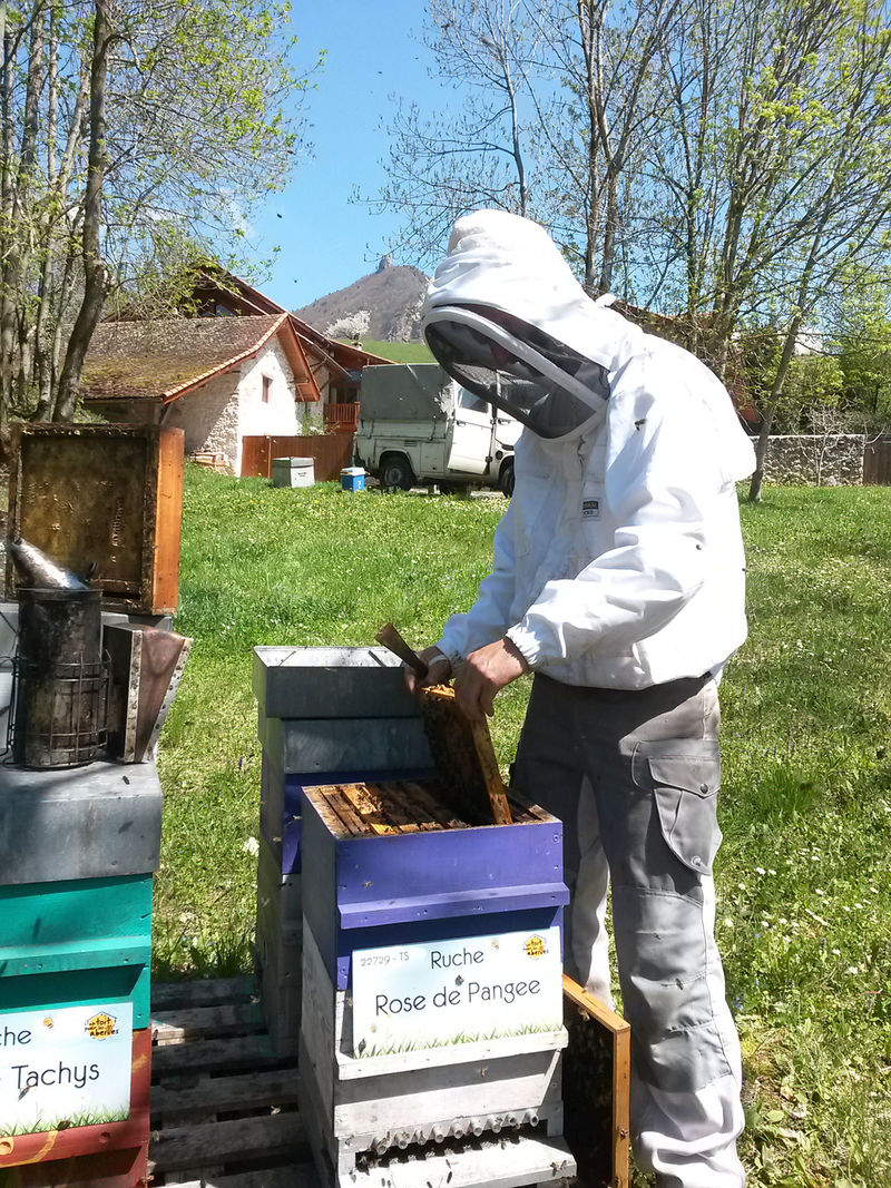 La ruche Rose de Pangee