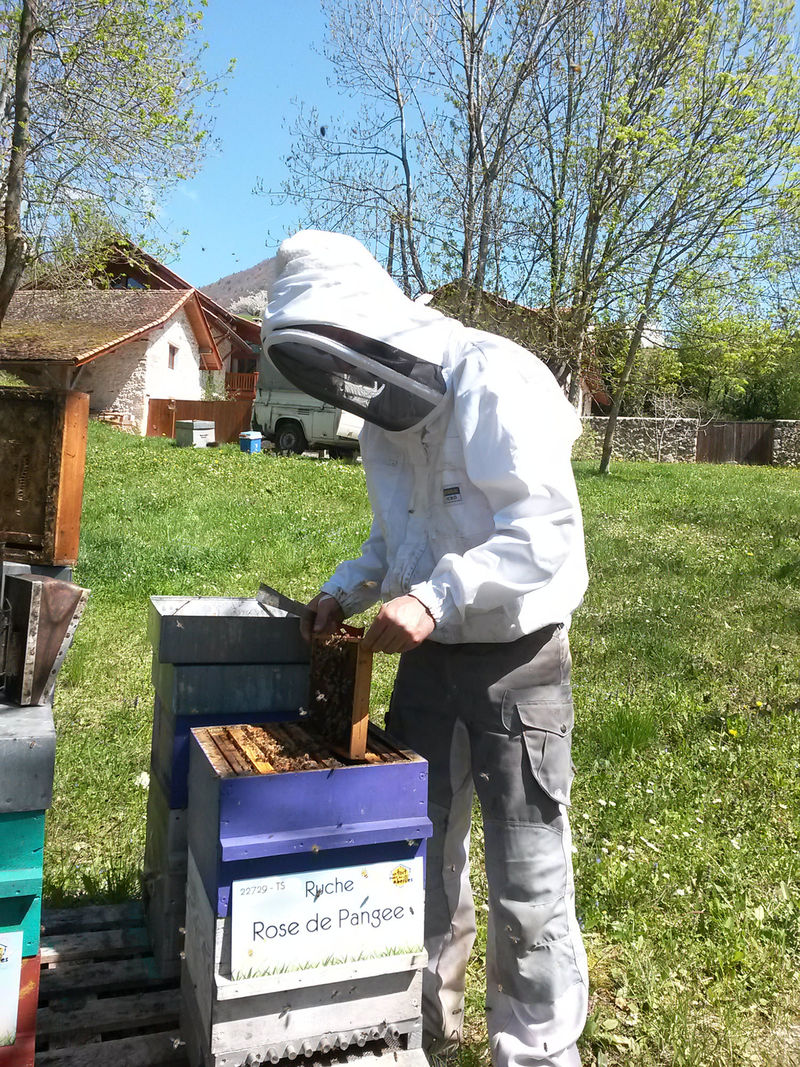 La ruche Rose de Pangee