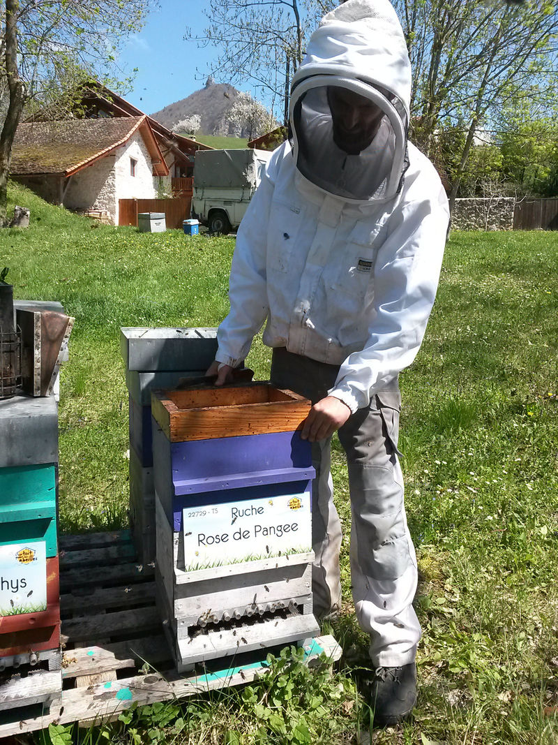La ruche Rose de Pangee