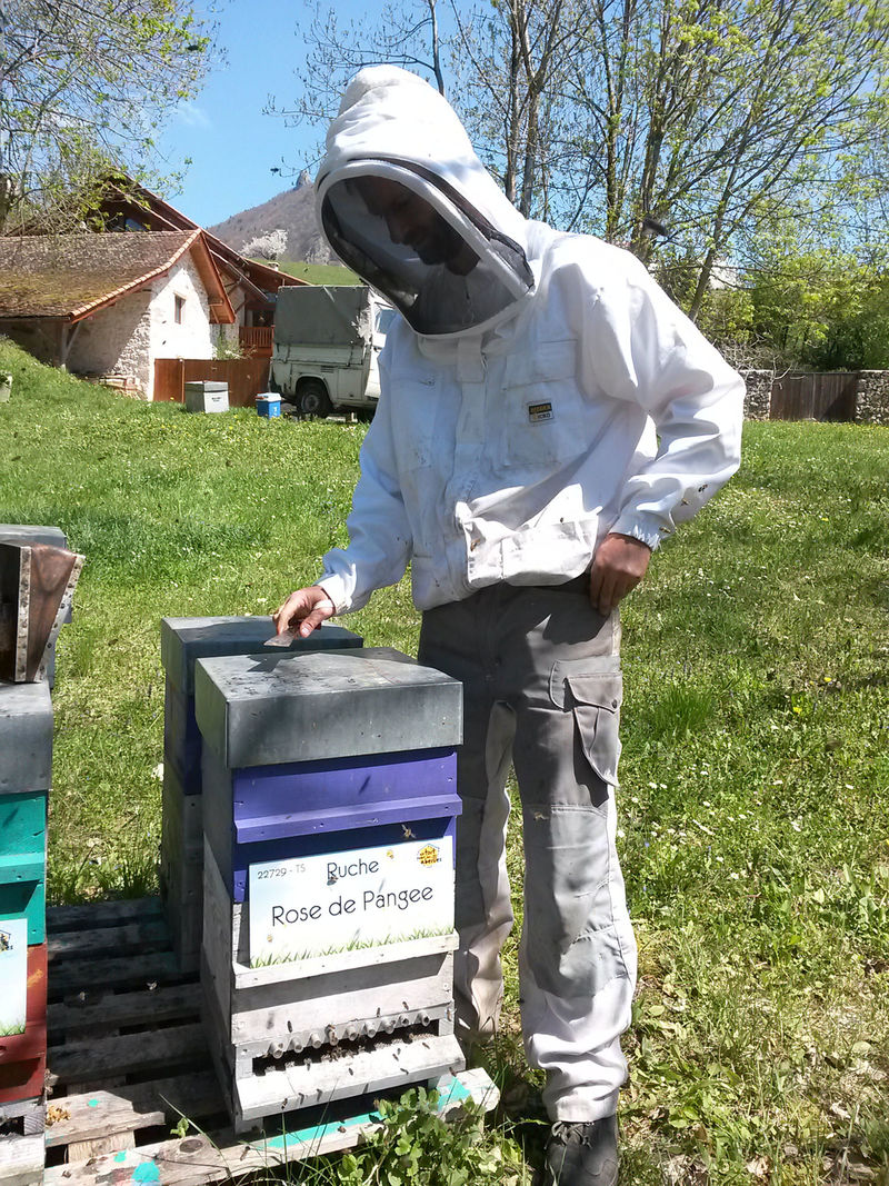 La ruche Rose de Pangee