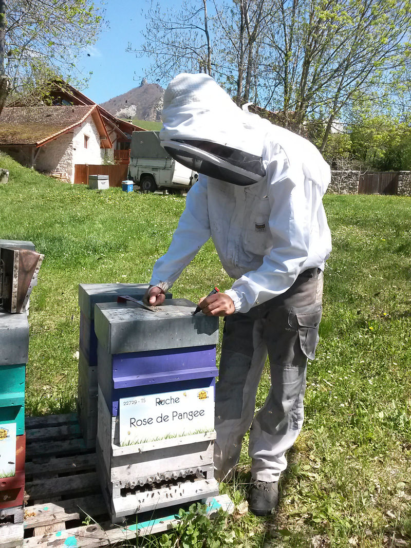 La ruche Rose de Pangee