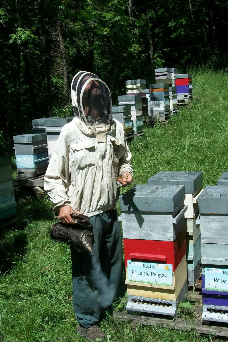 La ruche Rose de Pangee