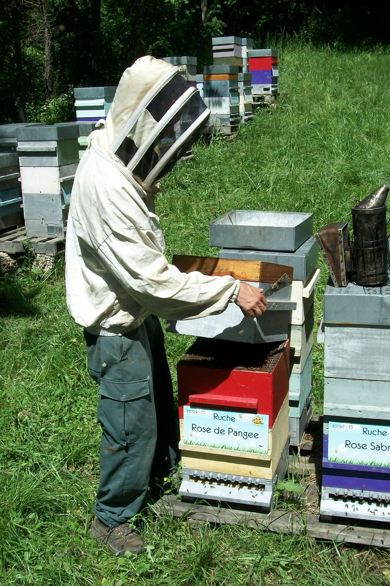 La ruche Rose de Pangee