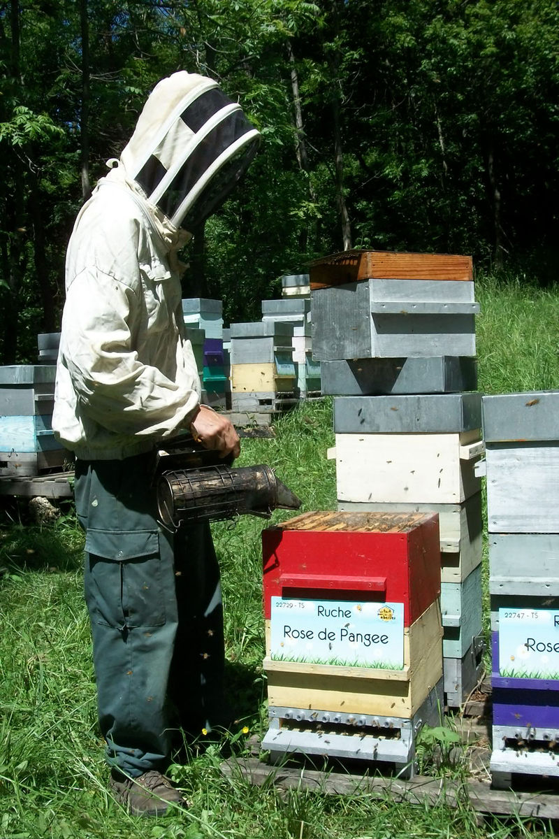 La ruche Rose de Pangee