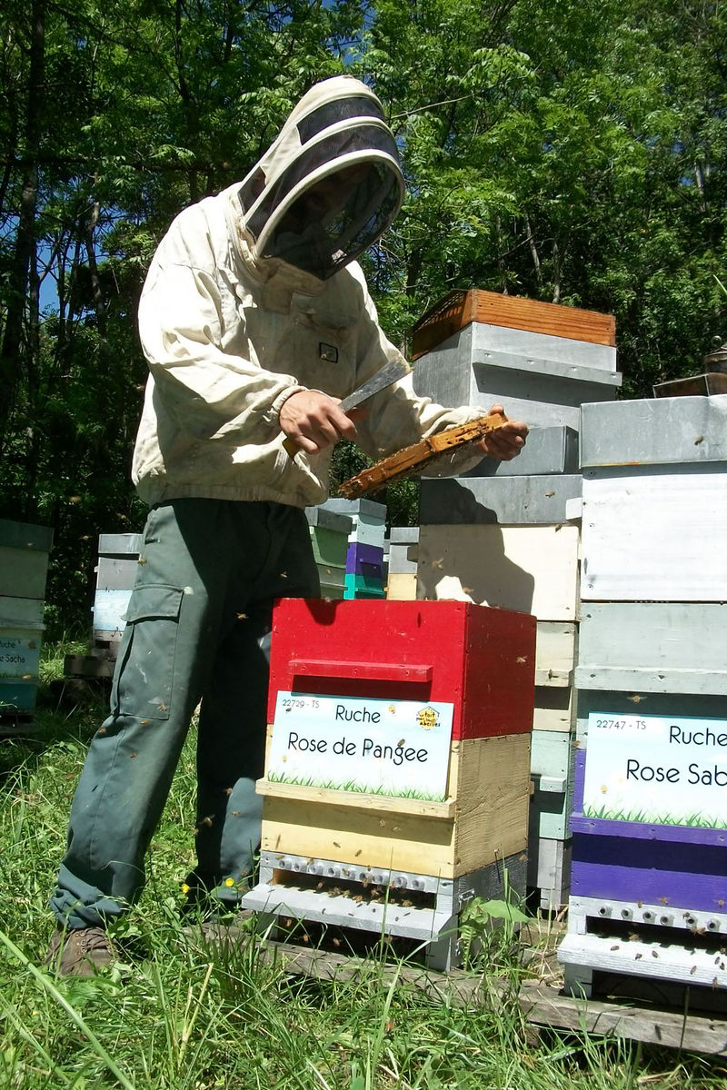 La ruche Rose de Pangee