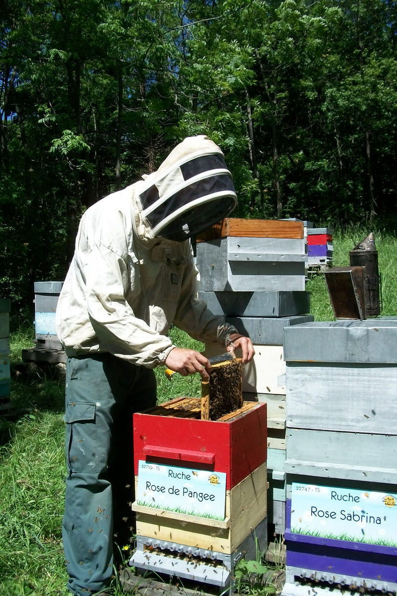 La ruche Rose de Pangee
