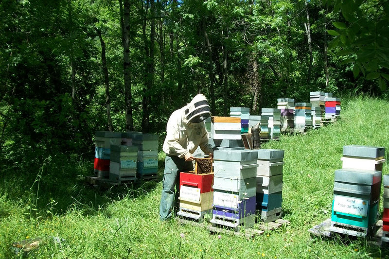 La ruche Rose de Pangee