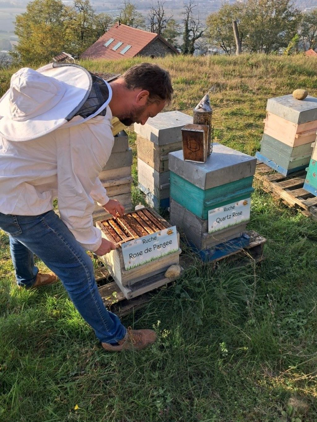 La ruche Rose de Pangee