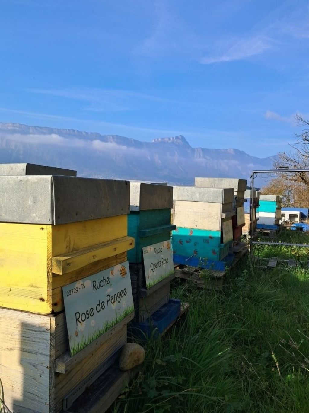 La ruche Rose de Pangee