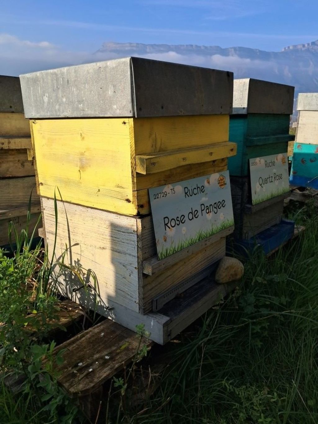 La ruche Rose de Pangee