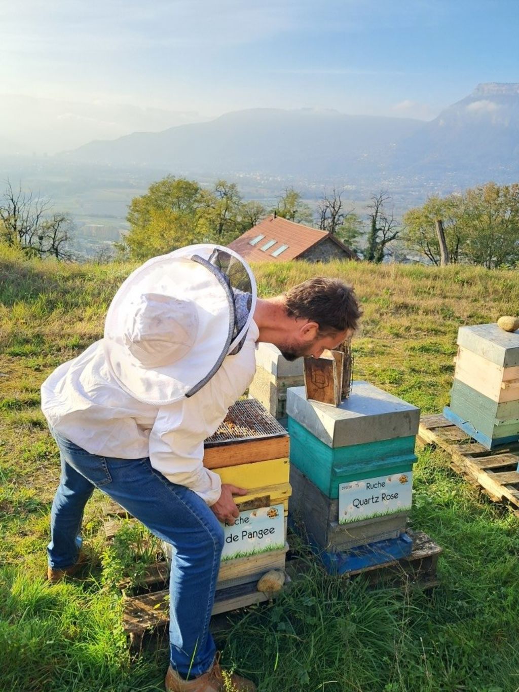 La ruche Rose de Pangee