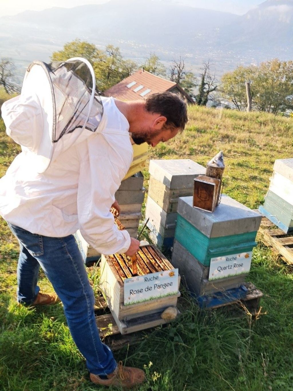 La ruche Rose de Pangee