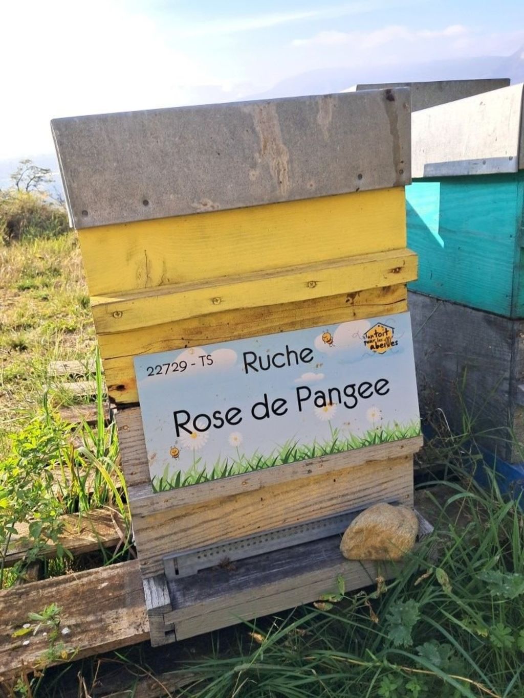 La ruche Rose de Pangee