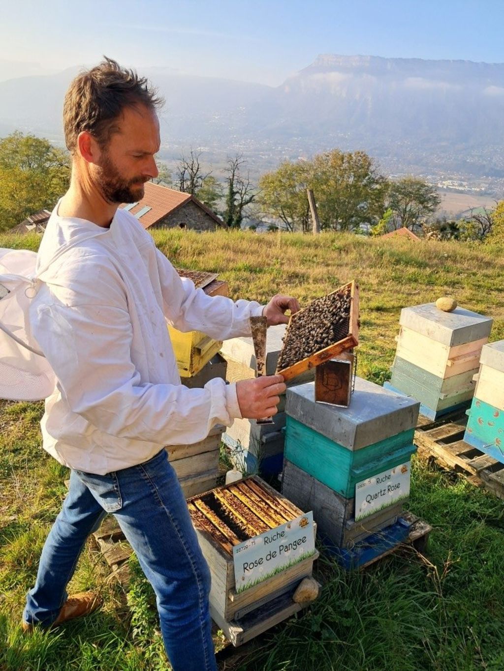 La ruche Rose de Pangee