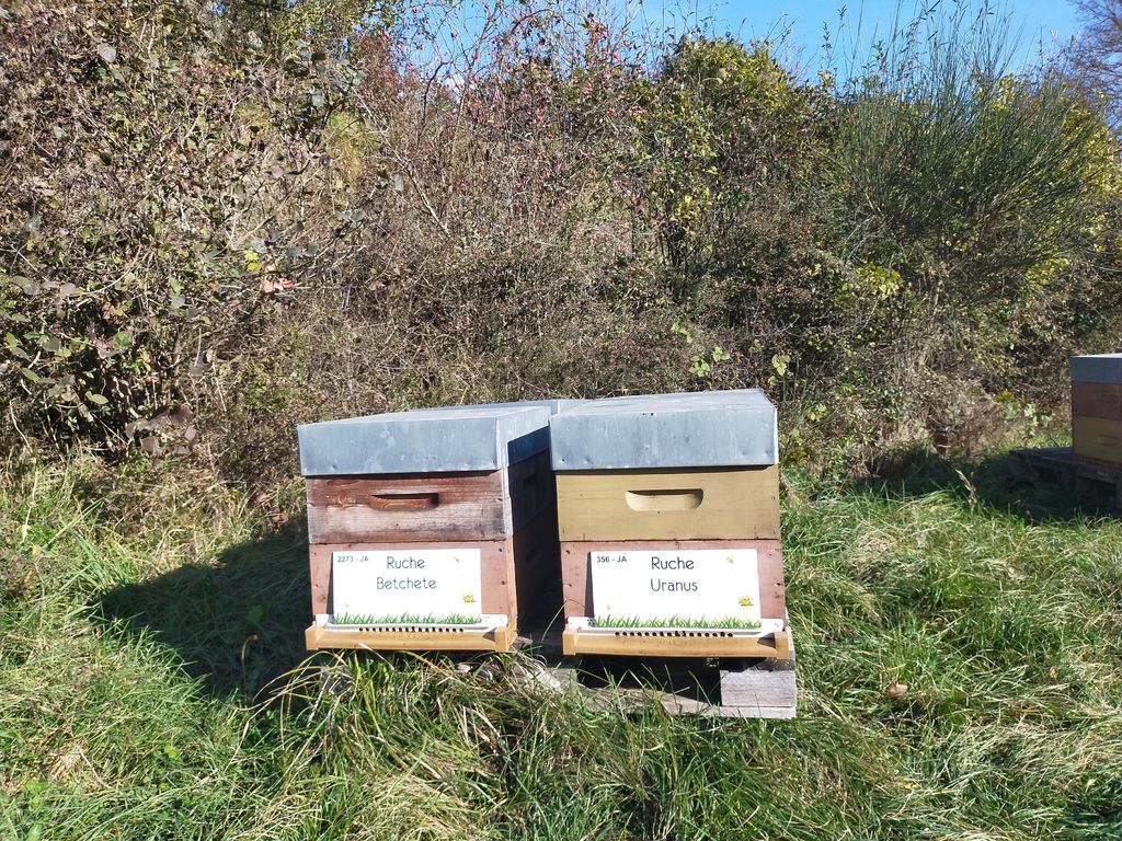 La ruche Betchete