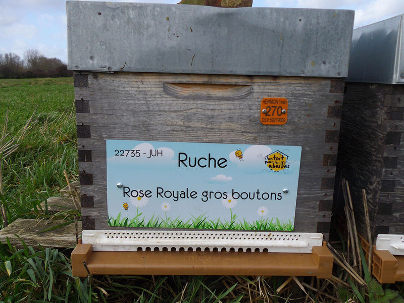 La ruche