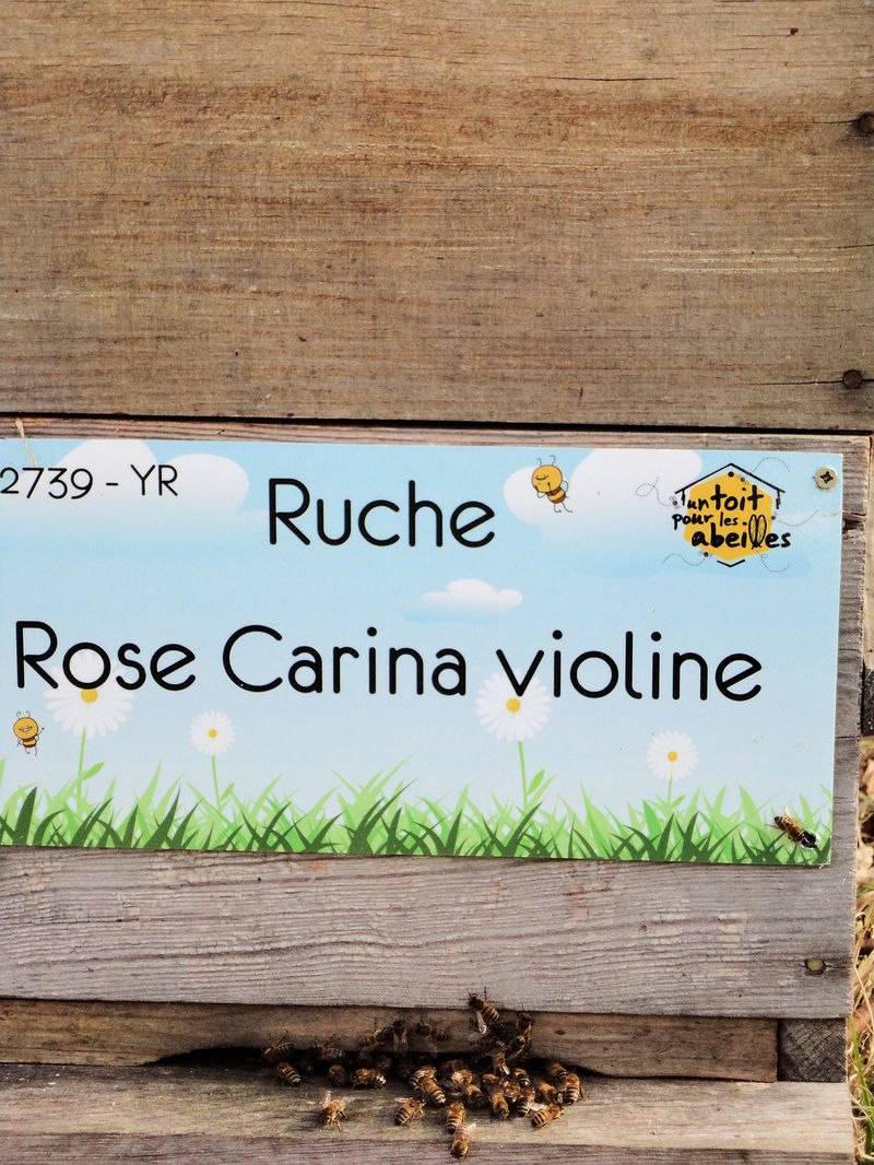 La ruche