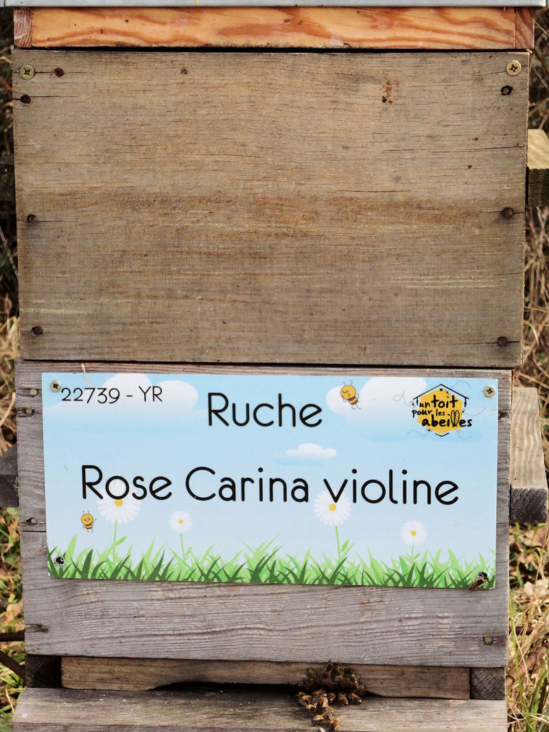 La ruche Rose Carina violine