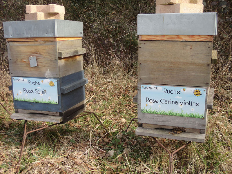 La ruche Rose Carina violine
